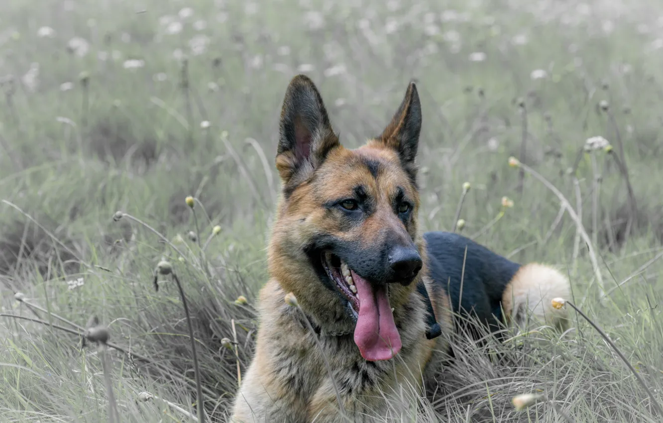 Photo wallpaper look, each, dog