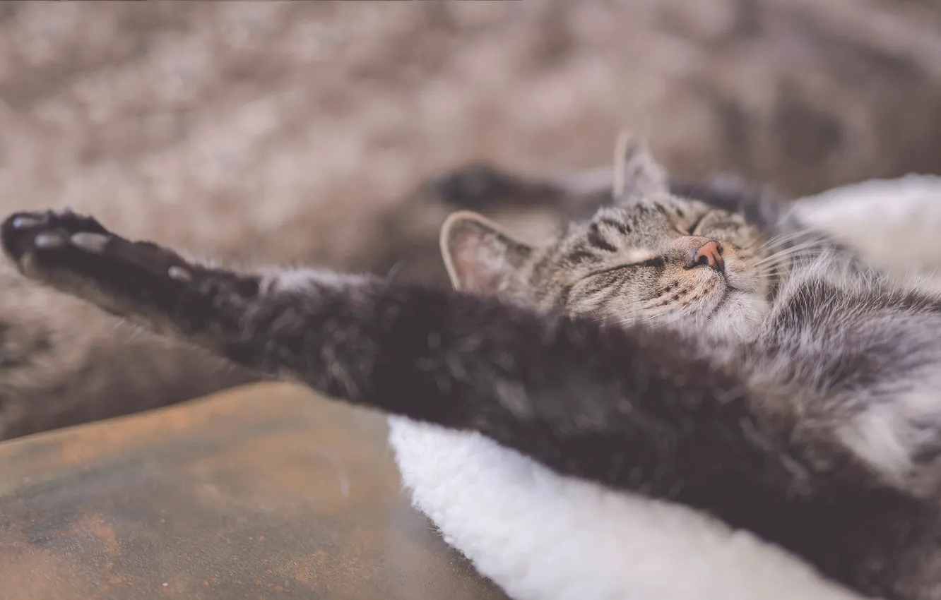 Photo wallpaper cat, stay, relax, paw, sleep, chill, sleeping cat