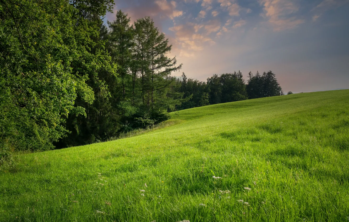 Photo wallpaper forest, summer, grass, slope, meadow
