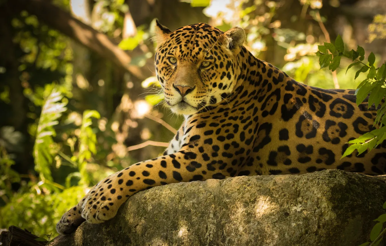 Photo wallpaper look, stone, Jaguar, wild cat