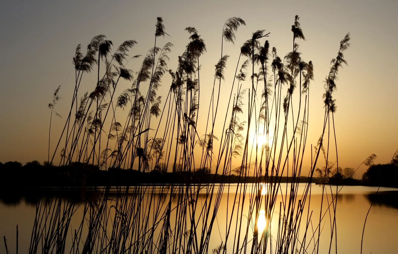Photo wallpaper sunset, nature, reed, nature nature, sunset on the river, the sunset on the lake
