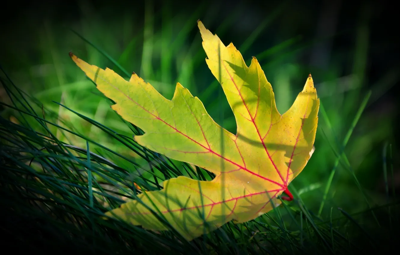 Photo wallpaper autumn, grass, macro, yellow leaf