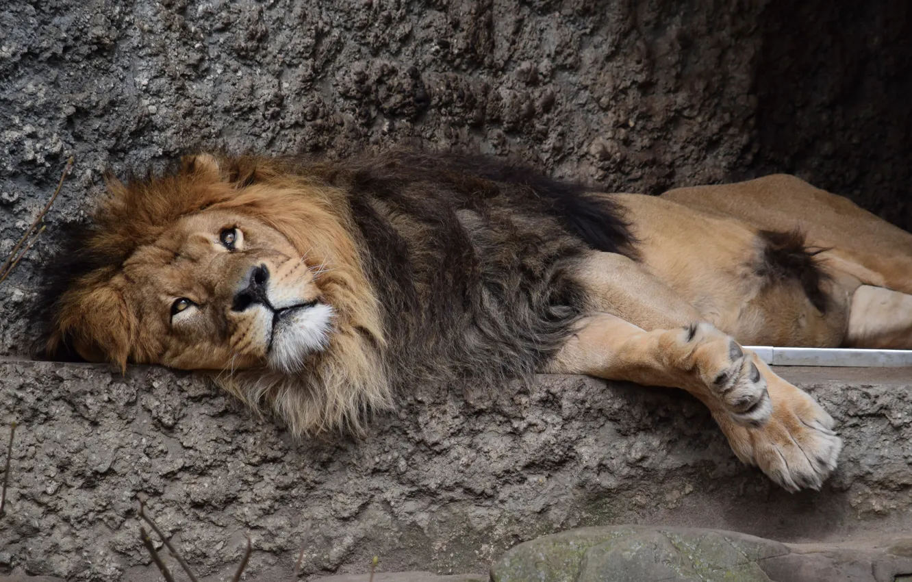 Photo wallpaper Leo, cat, stay, animal, face, look