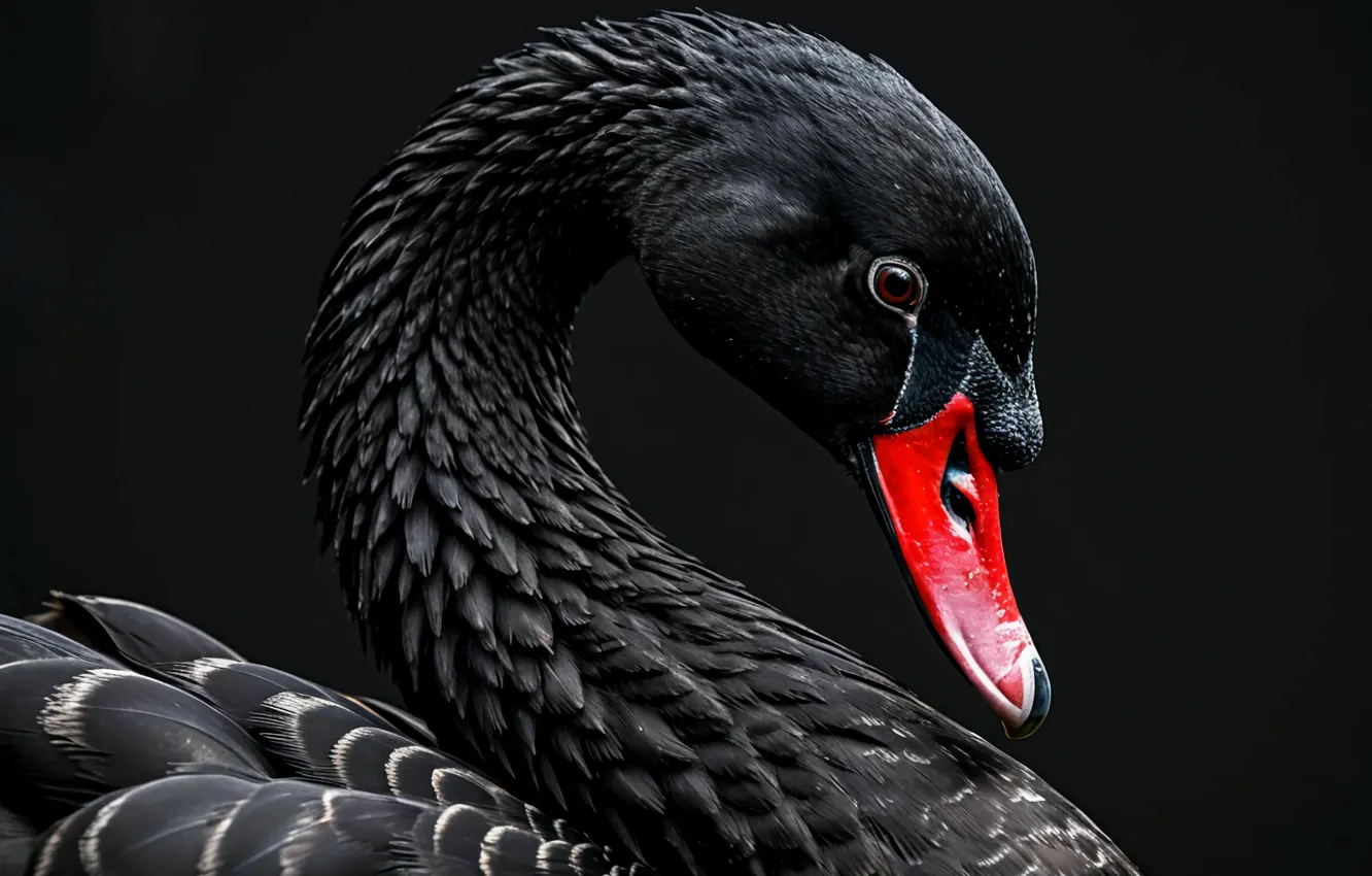 Photo wallpaper animal, black, swans, Black Swan