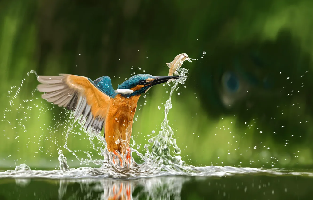 Photo wallpaper water, drops, fish, squirt, beak, Kingfisher, catch, by lolita majin