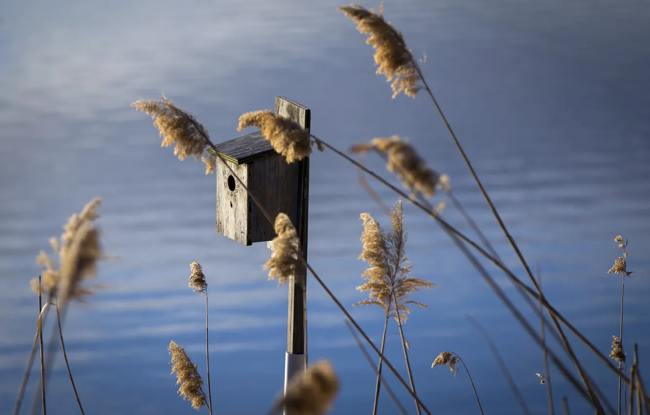 Photo wallpaper house, bird, meadows