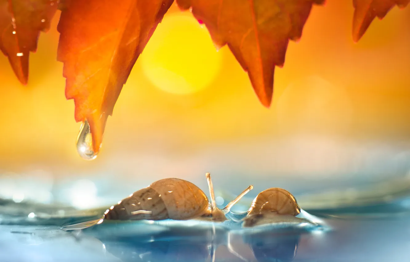 Photo wallpaper leaves, water, two, drop, snails