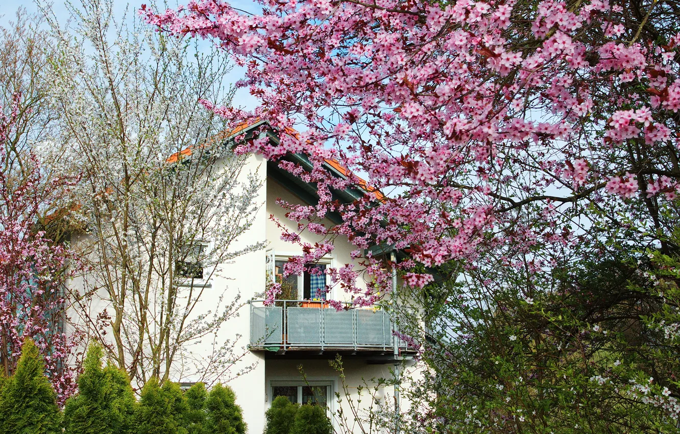 Photo wallpaper trees, house, spring, garden, balcony, blooming