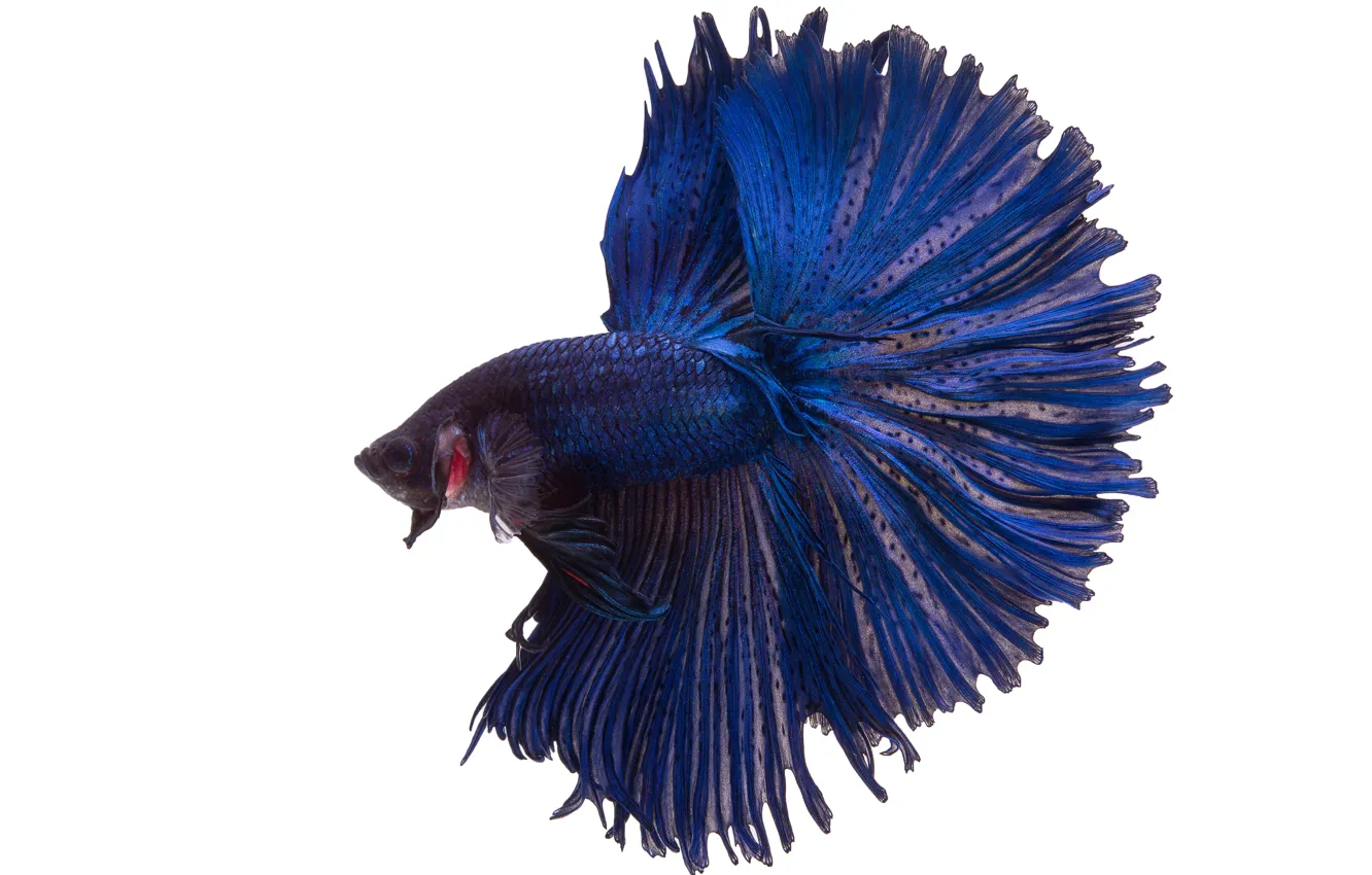 Photo wallpaper blue, beautiful, fish