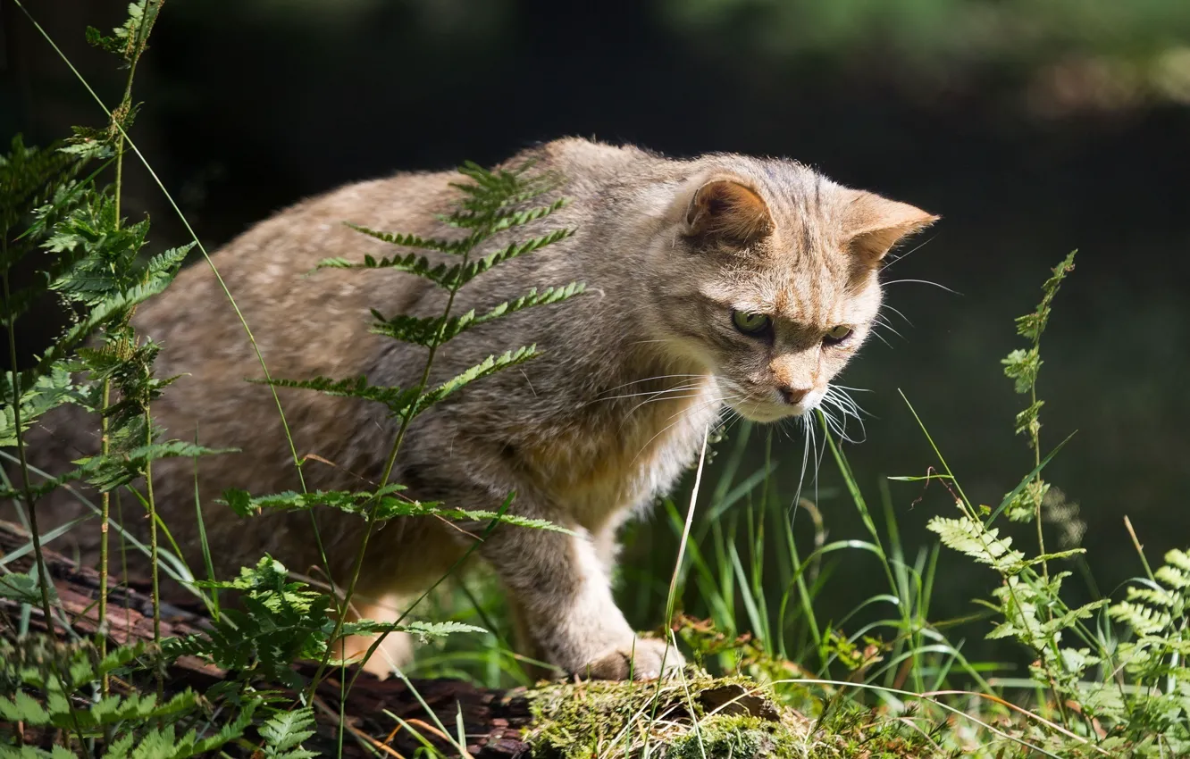 Photo wallpaper predator, wild cat, hunter, sneaks