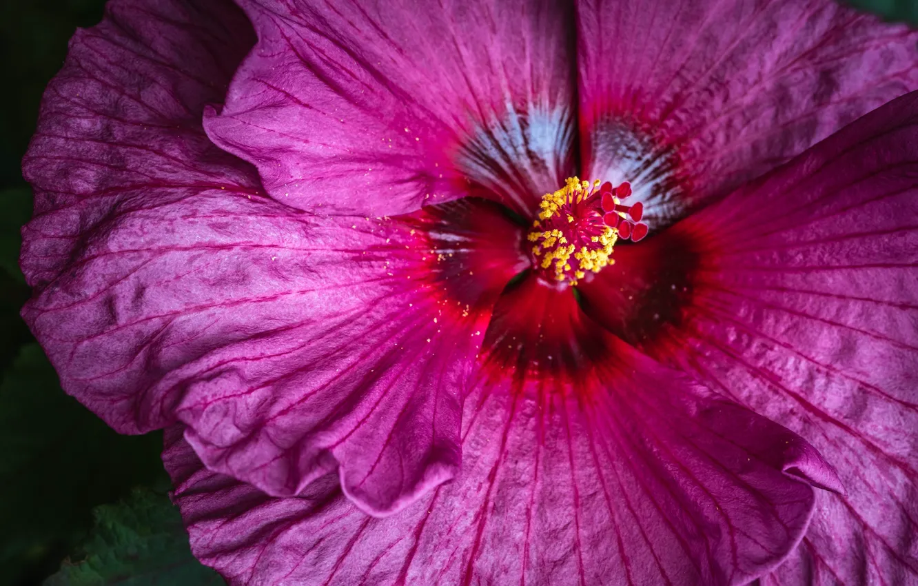 Photo wallpaper macro, pink, hibiscus