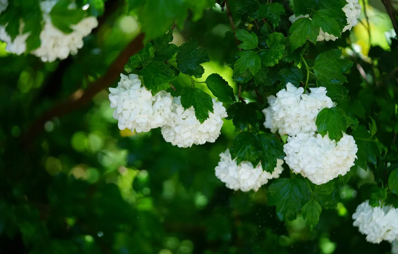 Photo wallpaper greens, summer, leaves, trees, flowers, branches, spring, white