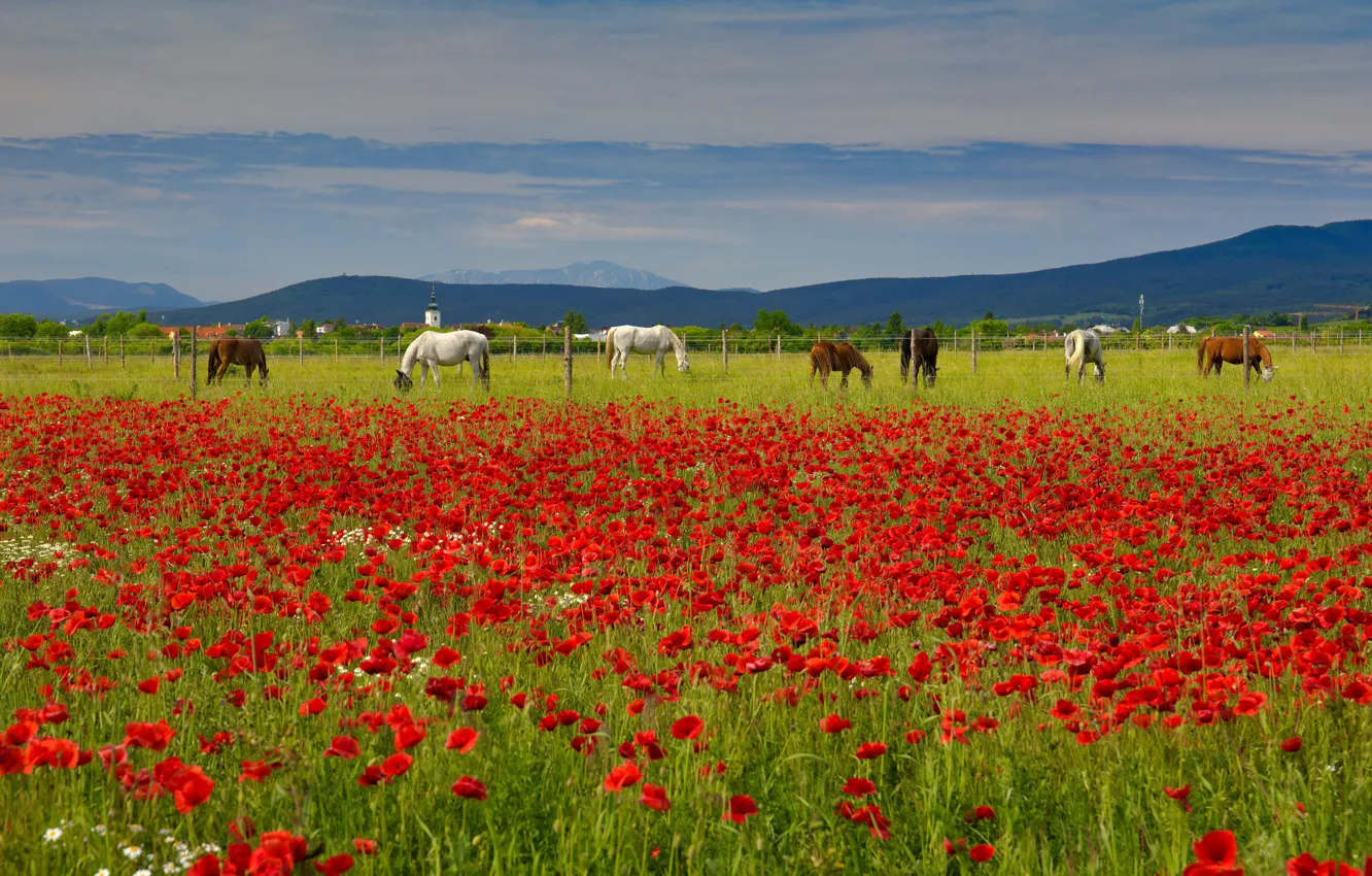 Photo wallpaper summer, the sky, flowers, mountains, hills, Maki, horses, horse