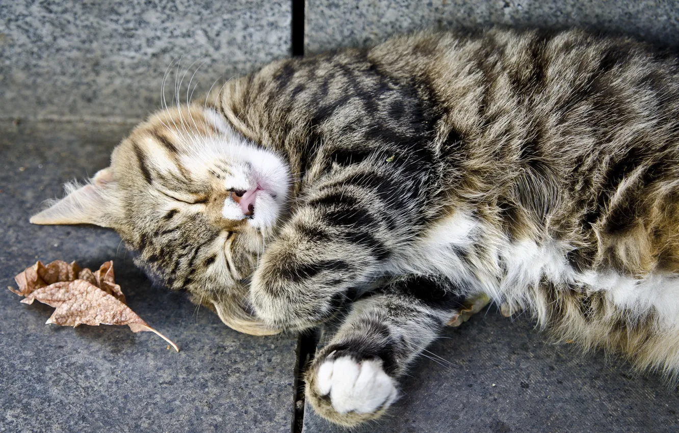 Photo wallpaper cat, cat, grey, stay, sleeping, striped