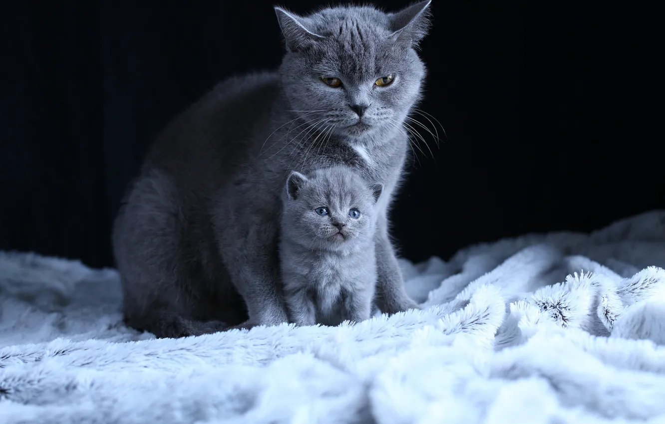 Photo wallpaper cat, grey, fur, black background, kitty, mom, British