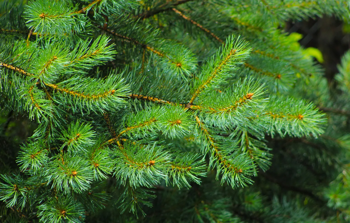 Photo wallpaper tree, pine, twig