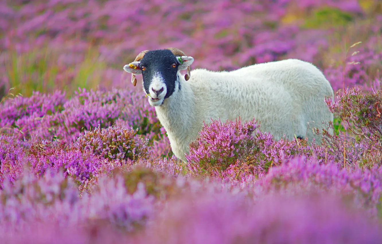 Photo wallpaper field, flowers, lamb