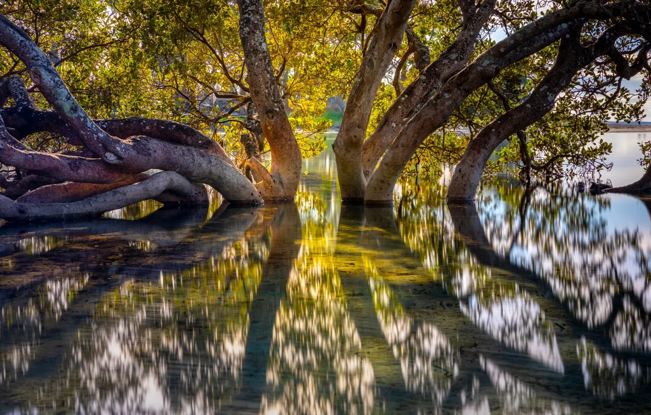 Photo wallpaper water, light, trees, nature, lake, reflection, branch, shore