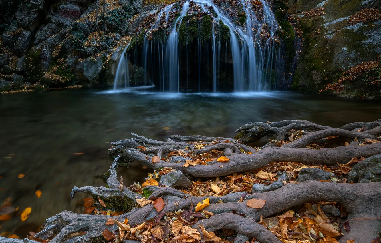 Photo wallpaper forest, water, waterfall, roots