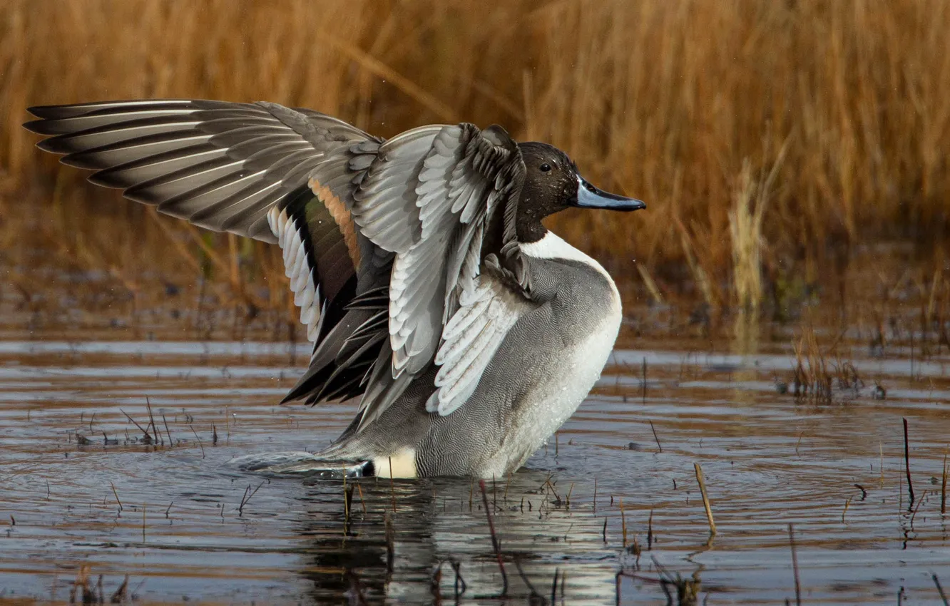 Photo wallpaper wings, duck, pond, Pintail