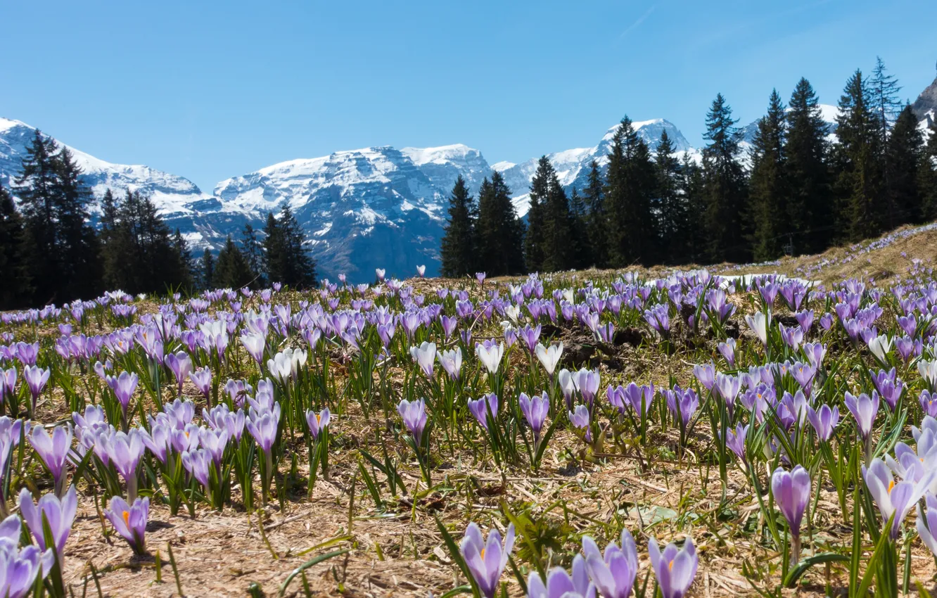 Photo wallpaper trees, flowers, mountains, glade, Switzerland, Alps, crocuses, snow