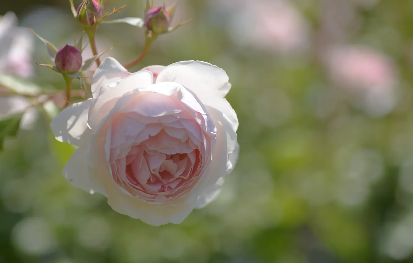 Photo wallpaper light, flowers, background, roses, pink, buds, bokeh