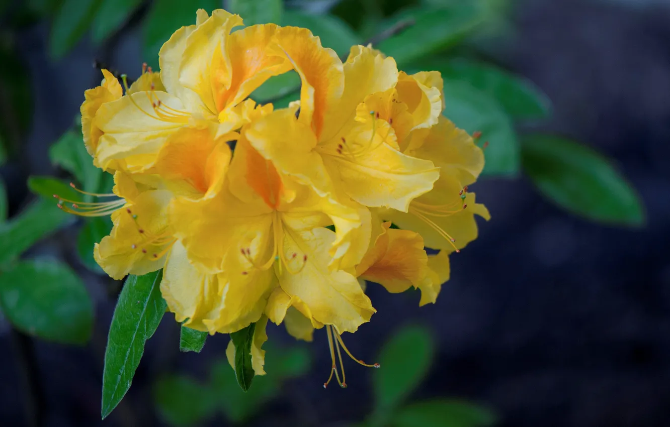 Photo wallpaper yellow, Azalea, rhododendrons