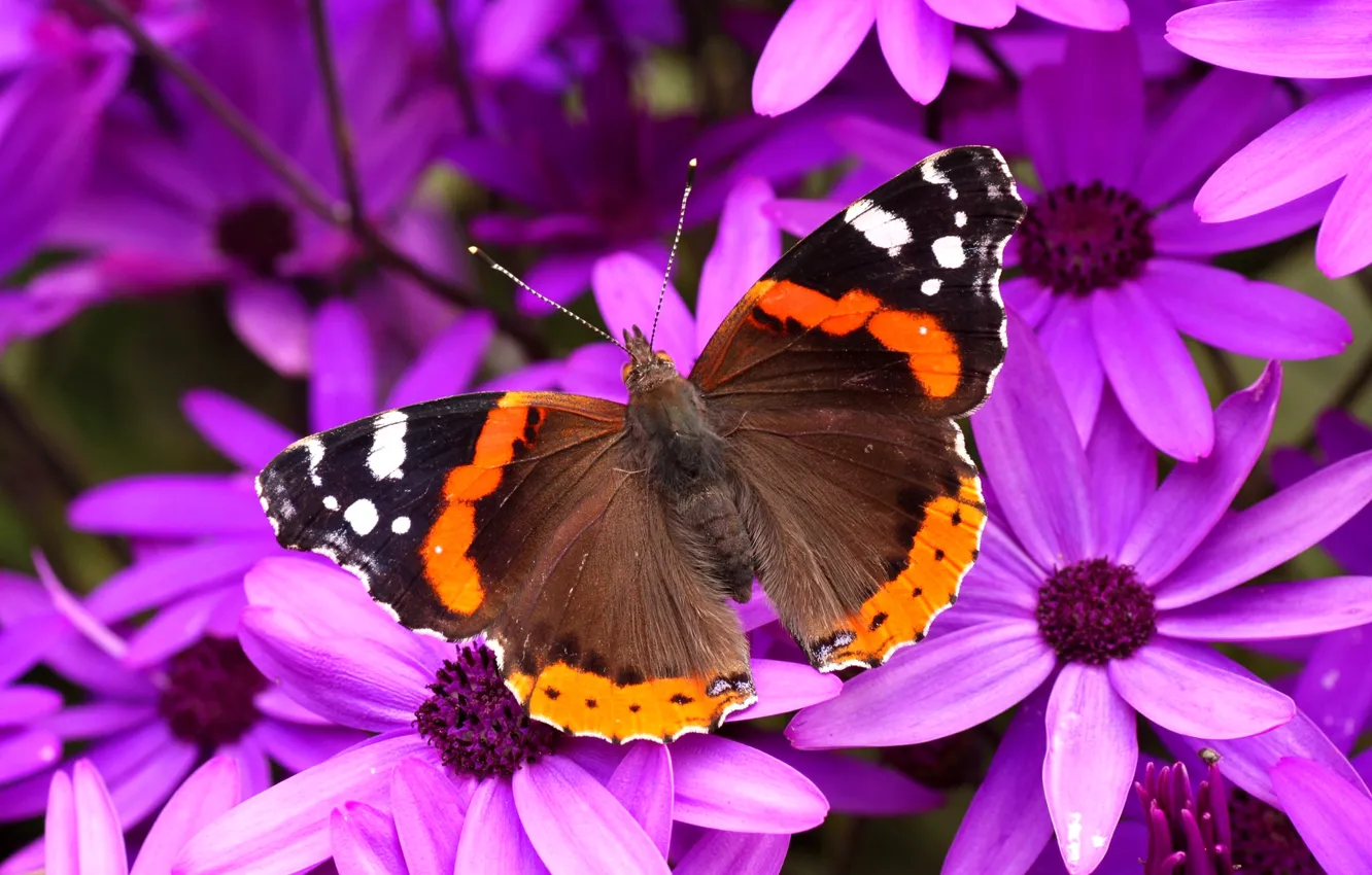 Photo wallpaper flowers, butterfly, wings, petals, moth