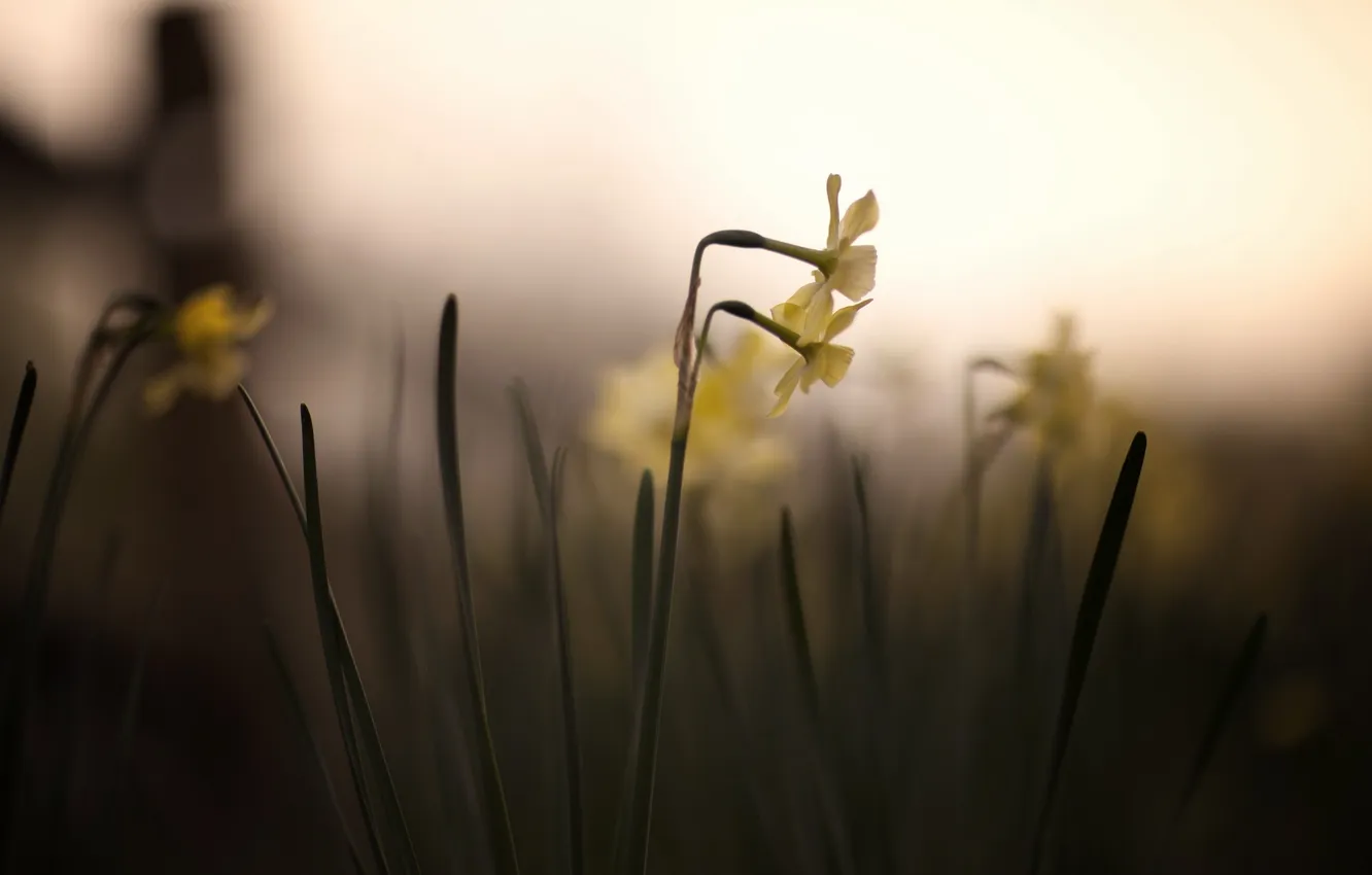 Photo wallpaper flowers, nature, the Narciso