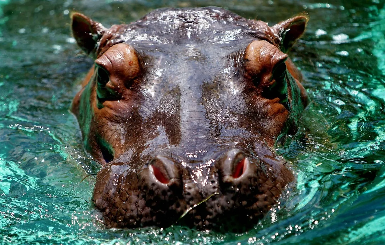 Photo wallpaper eyes, water, background, Hippo, ears, nostrils, Hippo