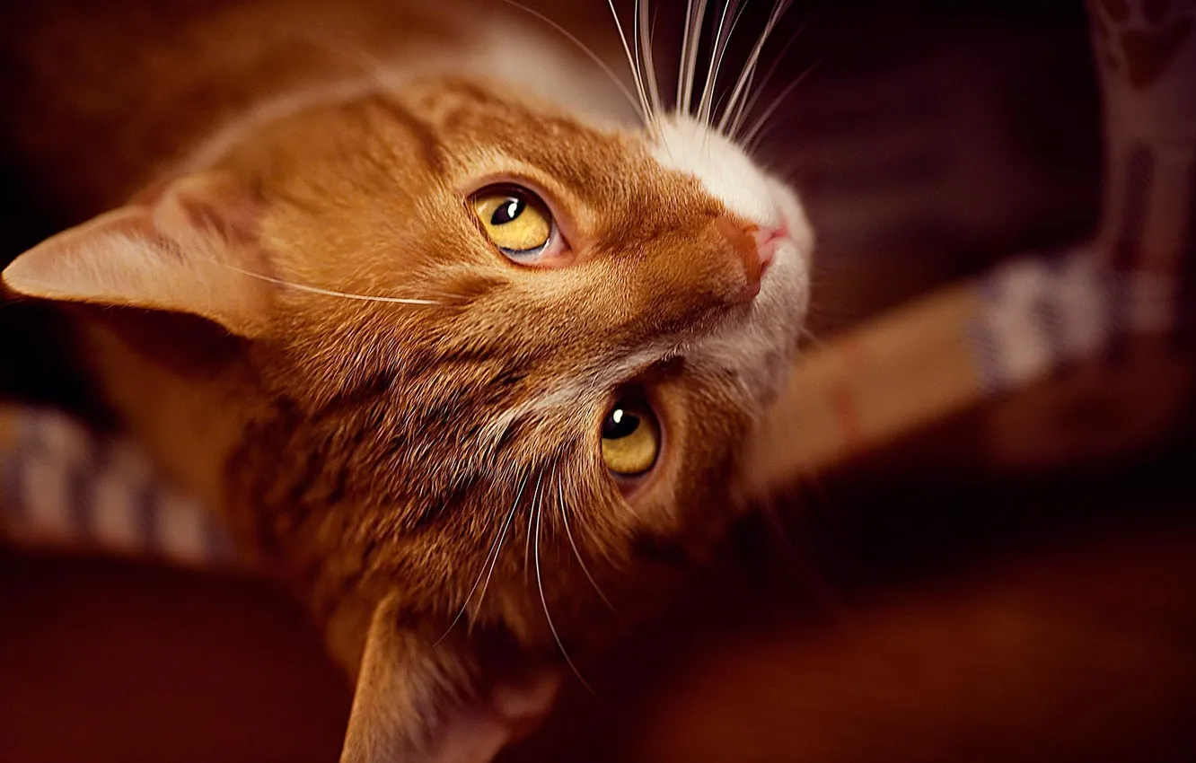 Photo wallpaper cat, look, lies, red