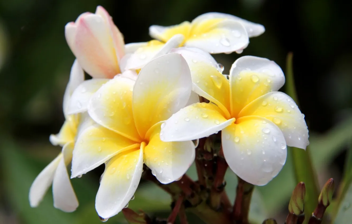 Photo wallpaper drops, trees, branches, nature, Rosa, petals, plumeria, plumeria