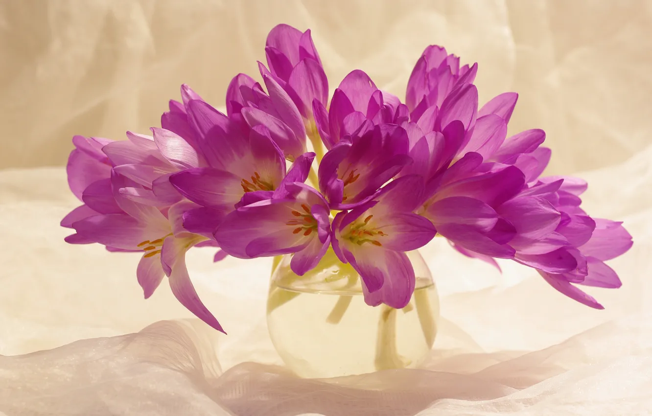 Photo wallpaper autumn, joy, flowers, nature, plant, beauty, crocuses, a bunch