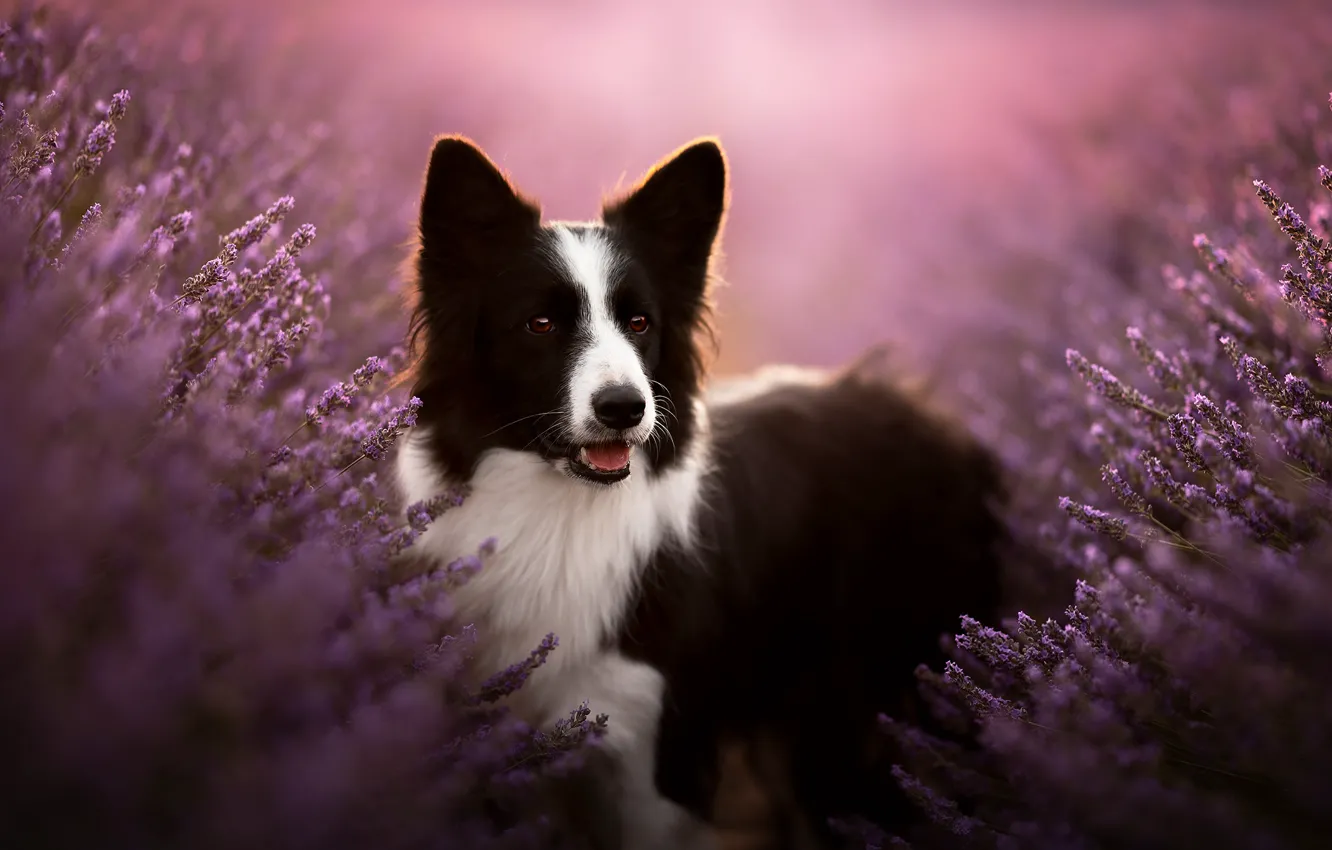 Photo wallpaper face, dog, lavender, bokeh, The border collie