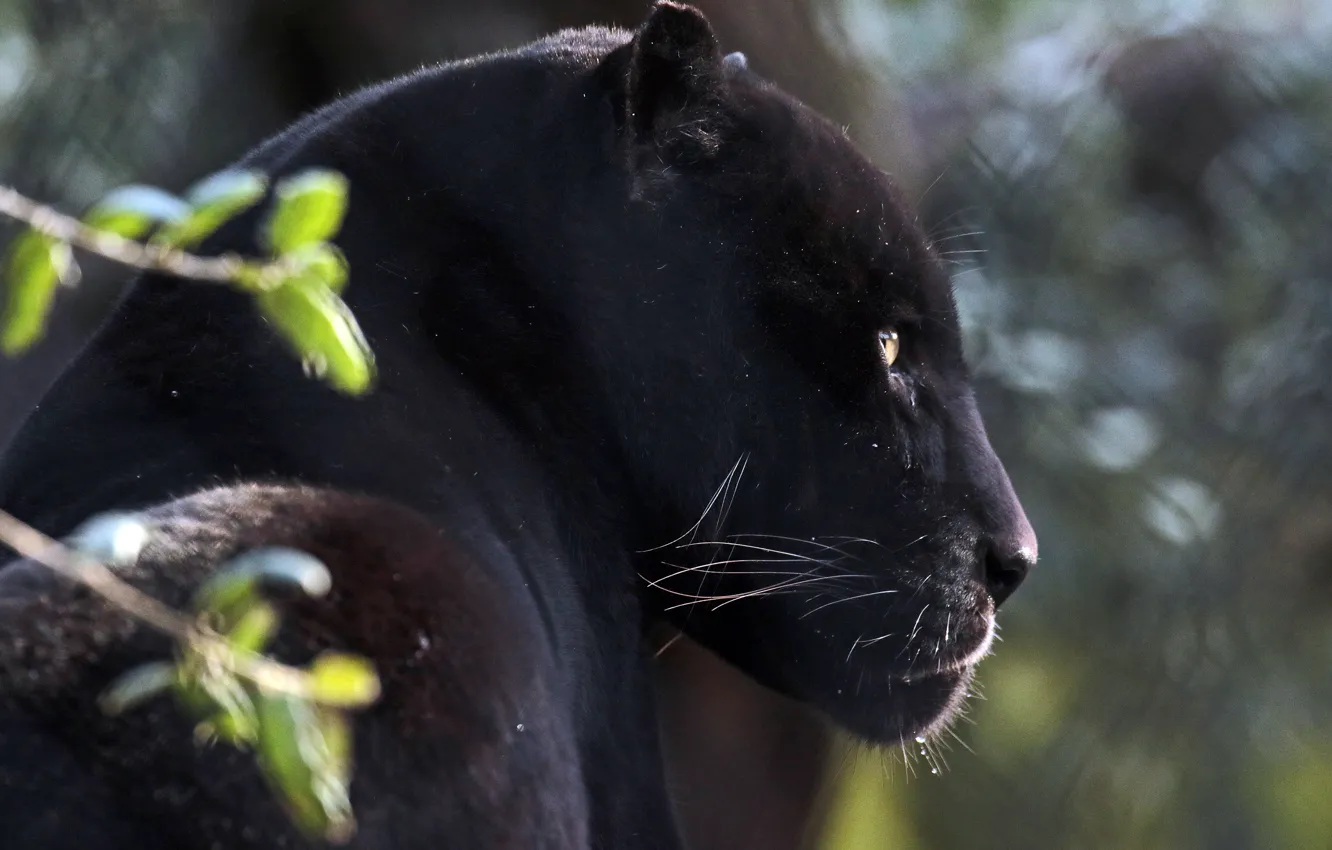 Photo wallpaper face, portrait, predator, Jaguar, profile, wild cat, black Panther