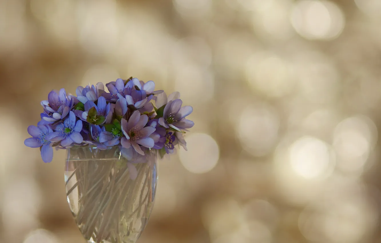 Photo wallpaper flowers, background, violet