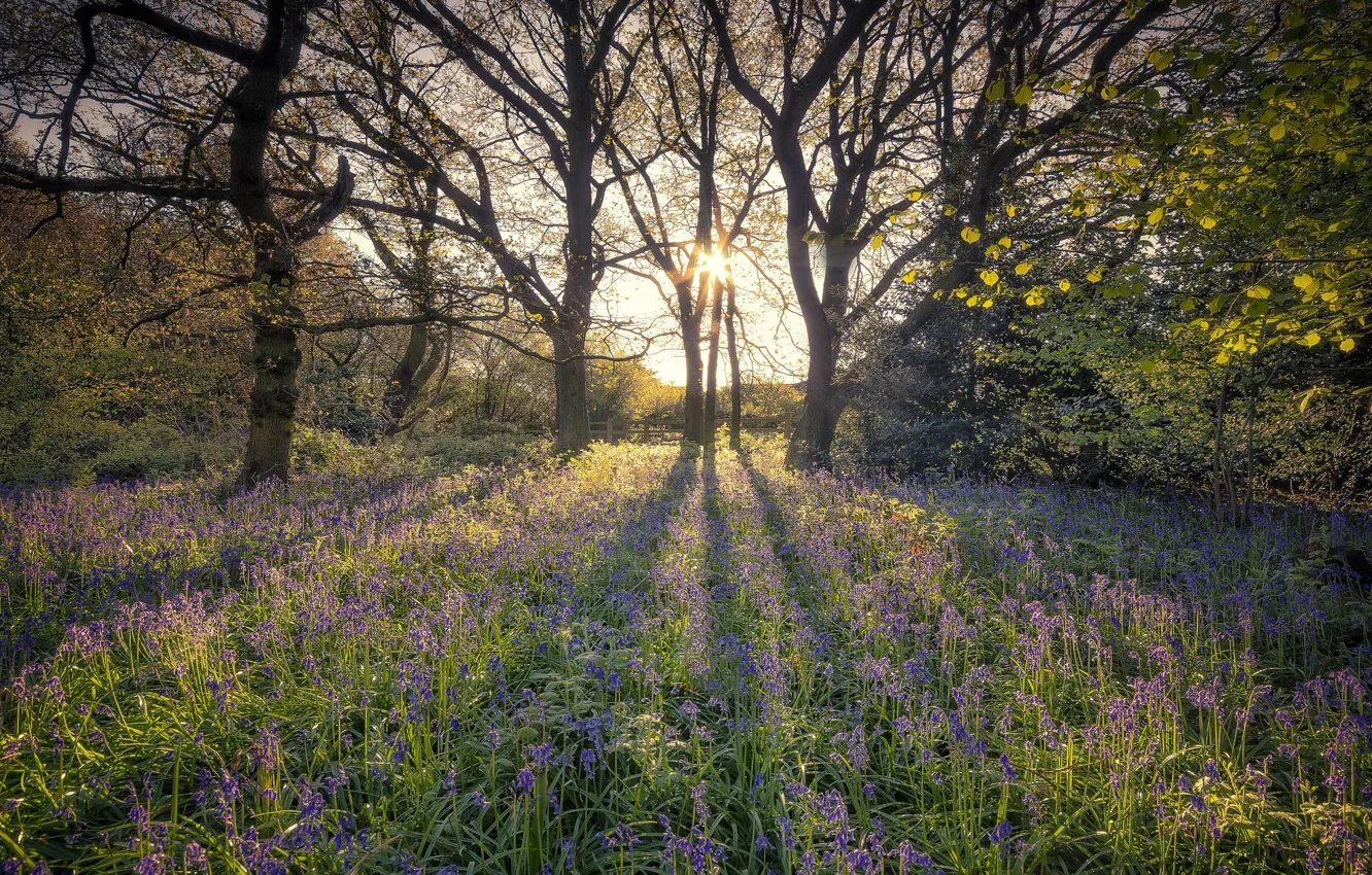 Photo wallpaper trees, flowers, spring