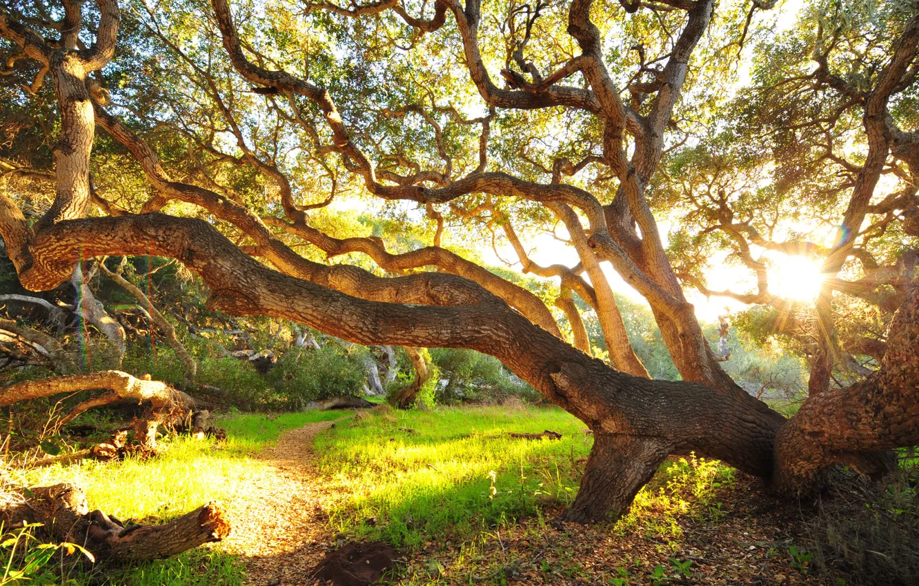 Photo wallpaper grass, trees, morning, the bushes