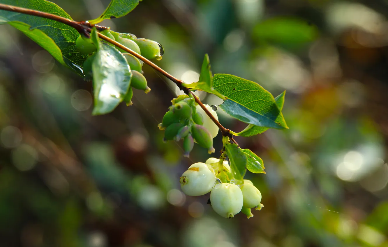 Photo wallpaper white, fruit, twig