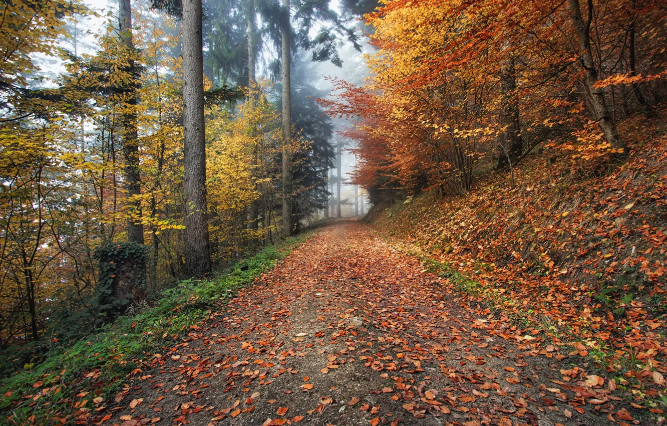 Photo wallpaper road, autumn, leaves, trees, nature, fog, Germany, Kirchzarten