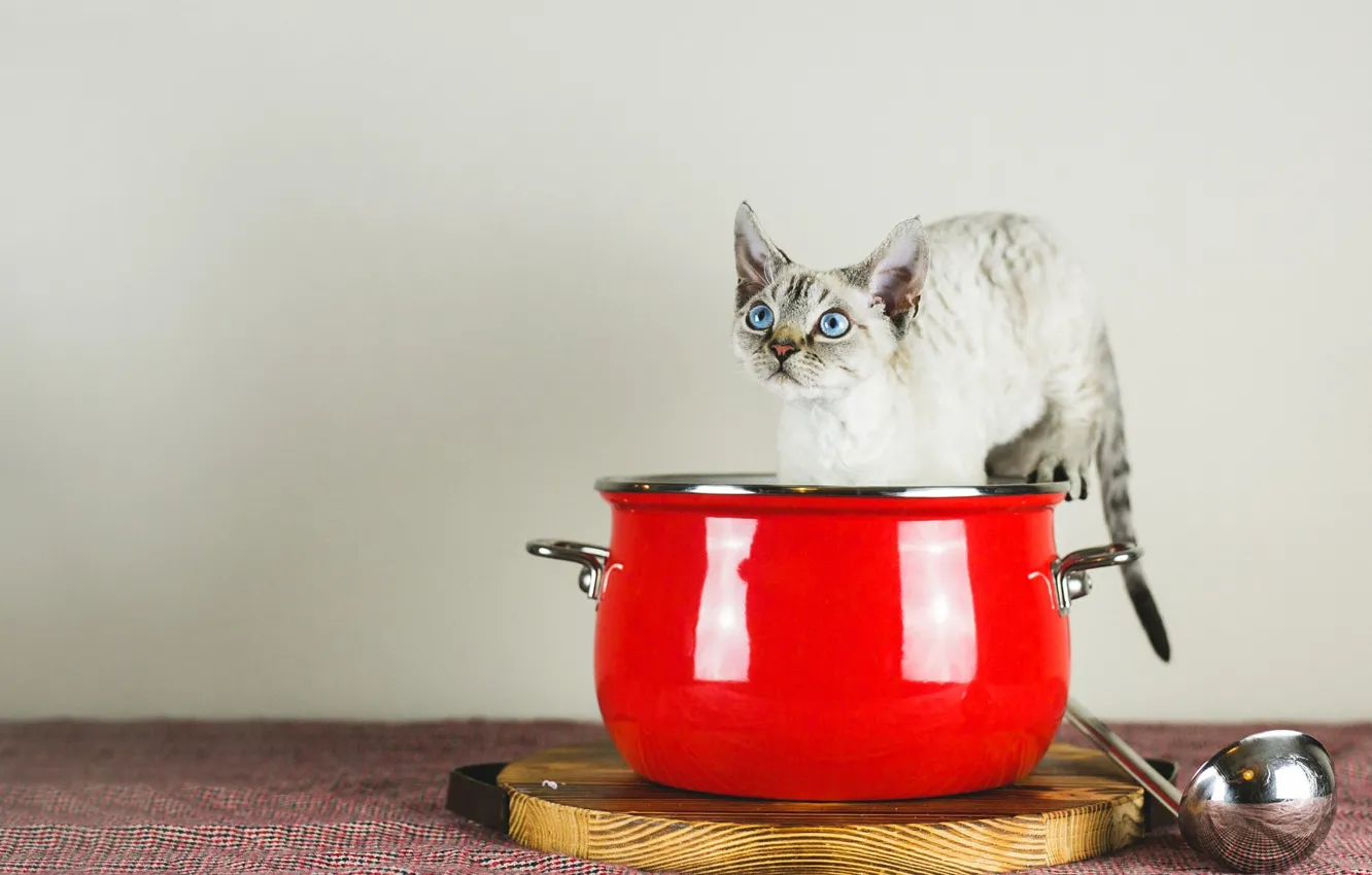 Photo wallpaper cat, look, pose, grey, pan, kitty, blue eyes, face