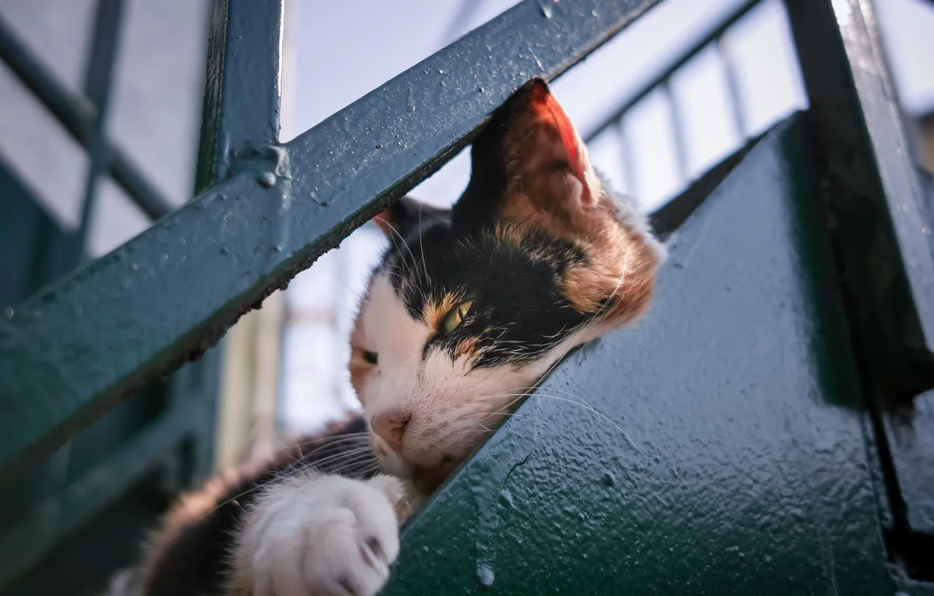 Photo wallpaper cat, stay, cat
