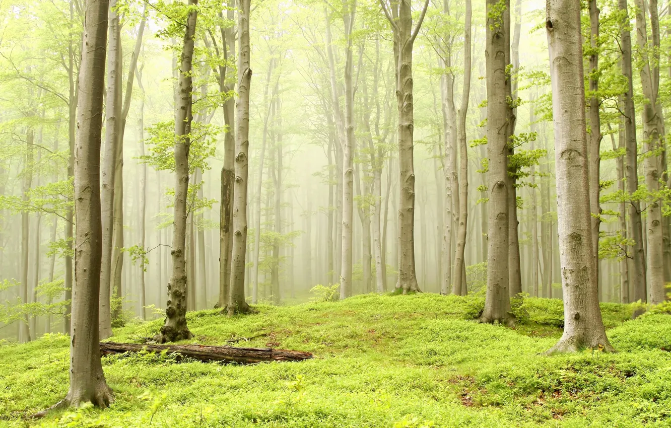 Photo wallpaper forest, grass, trees, fog, haze, aspen