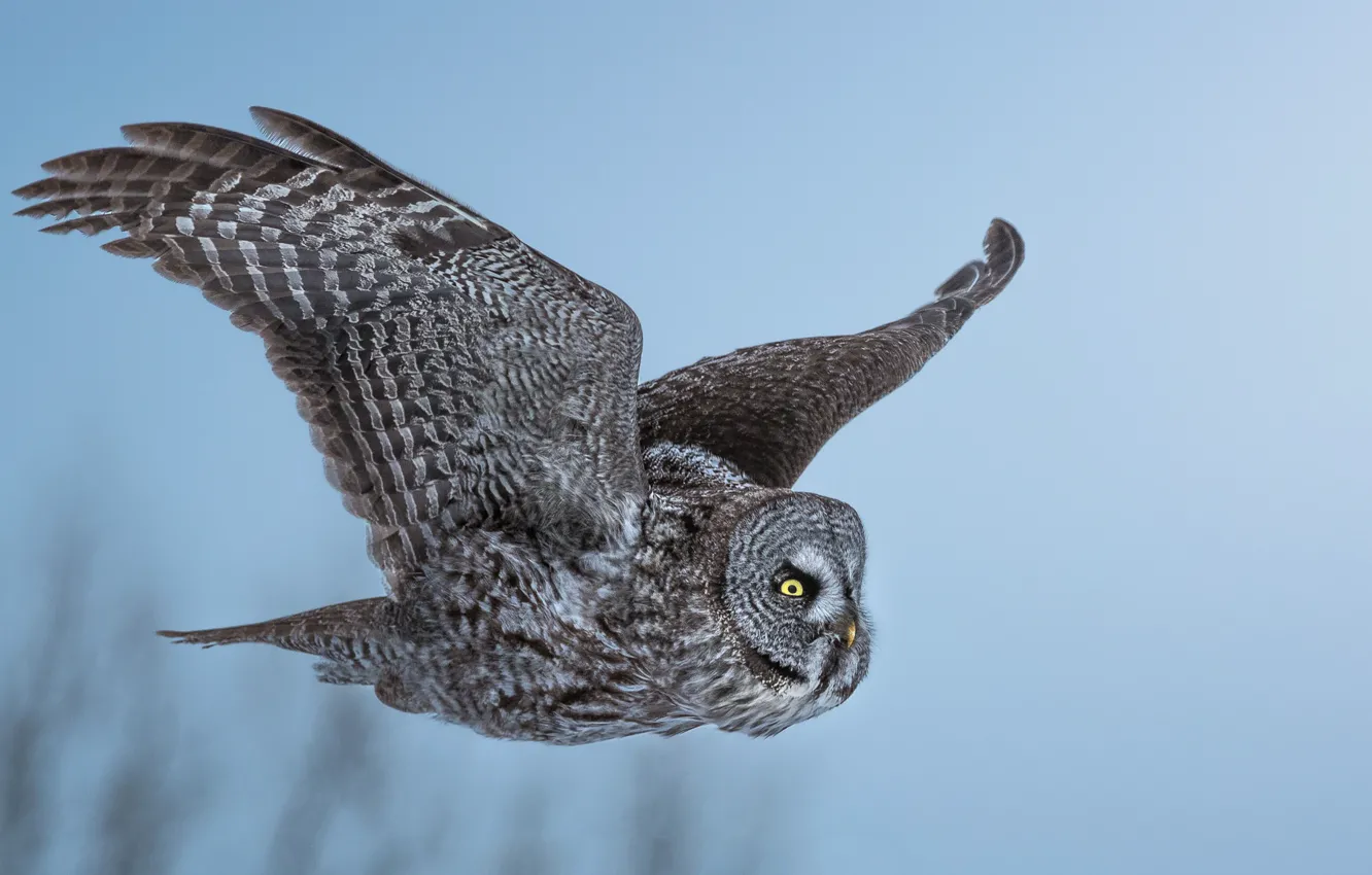 Photo wallpaper the sky, flight, owl