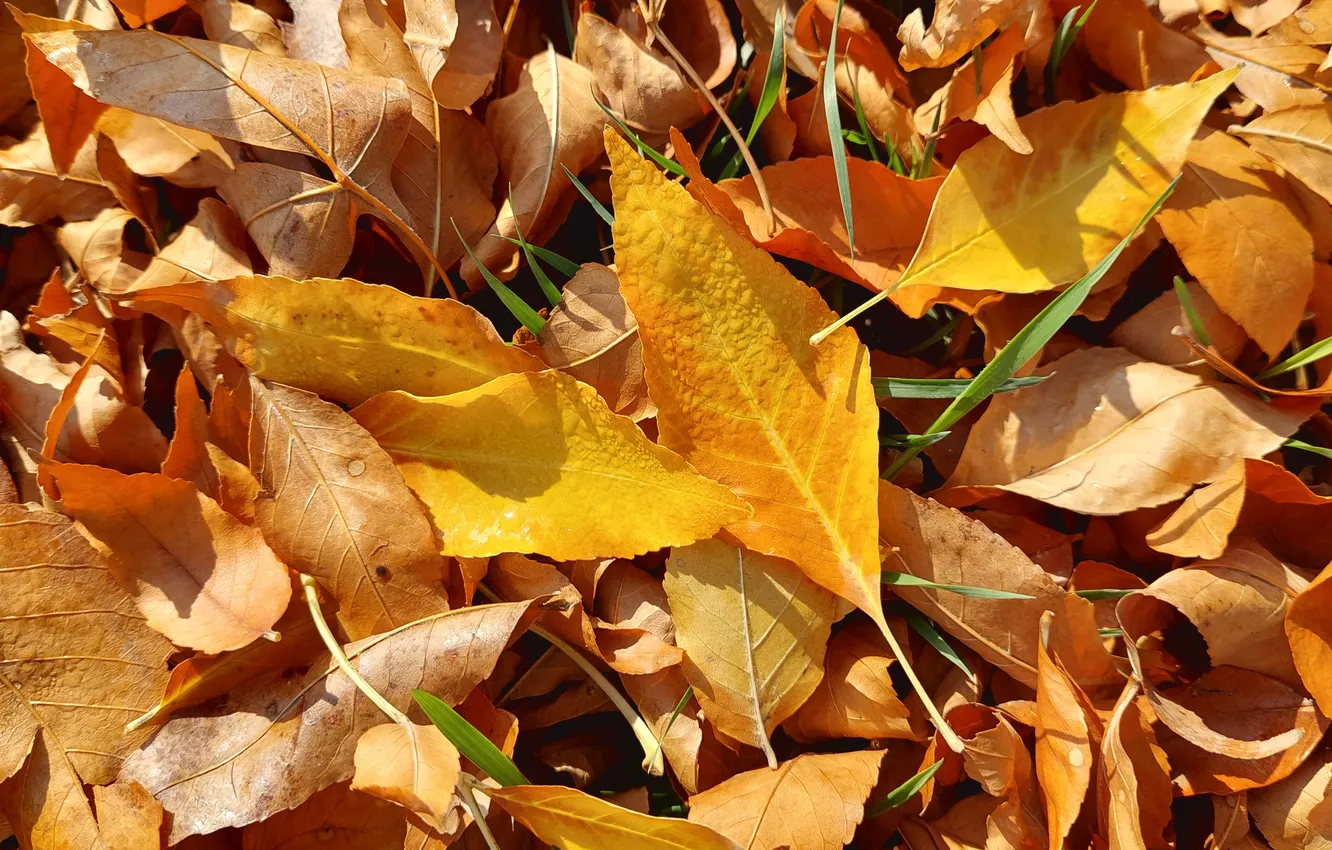 Photo wallpaper leaves, Rosa, morning, yellow leaves, Autumn 2024