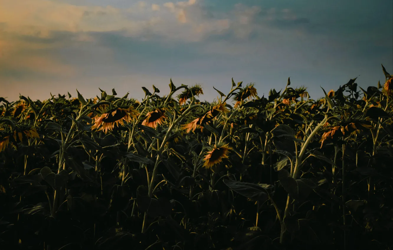 Photo wallpaper field, sunflowers, heat, the evening, the village