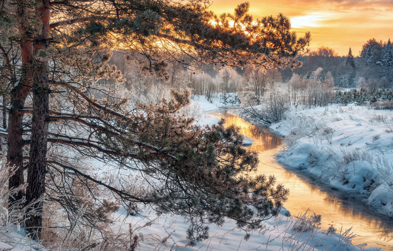 Photo wallpaper winter, forest, snow, trees, landscape, sunset, nature, pine