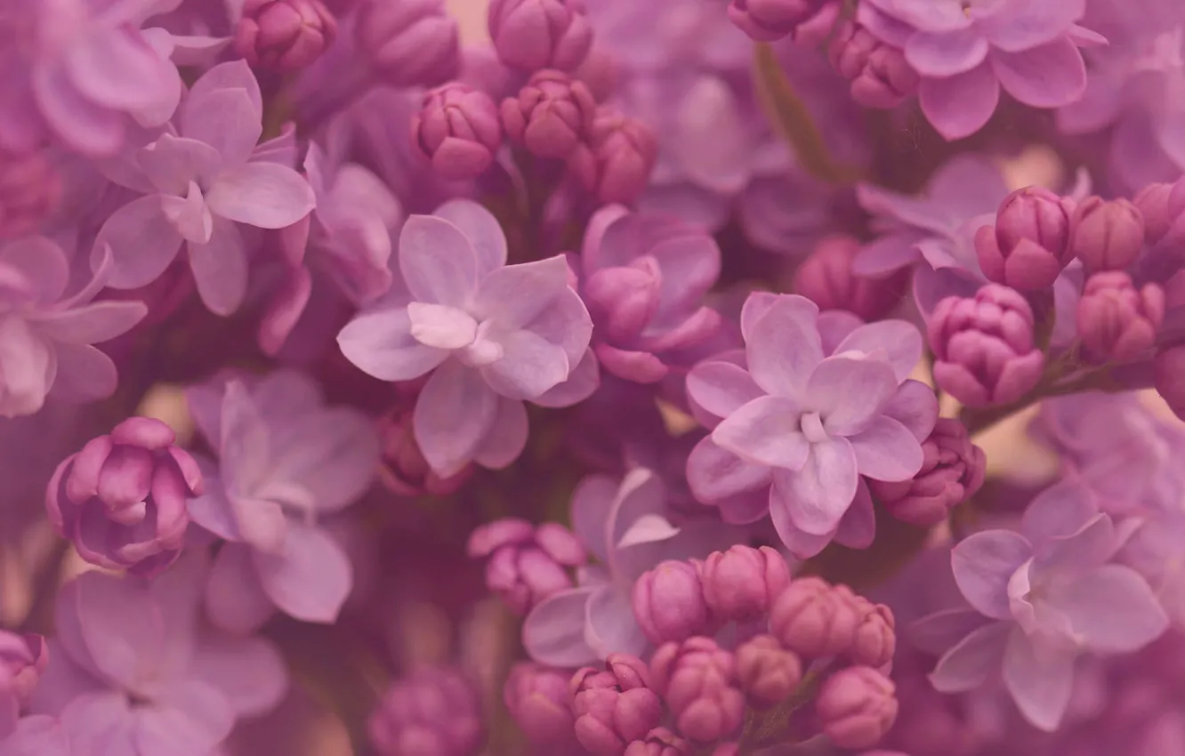 Photo wallpaper macro, flowers, lilac