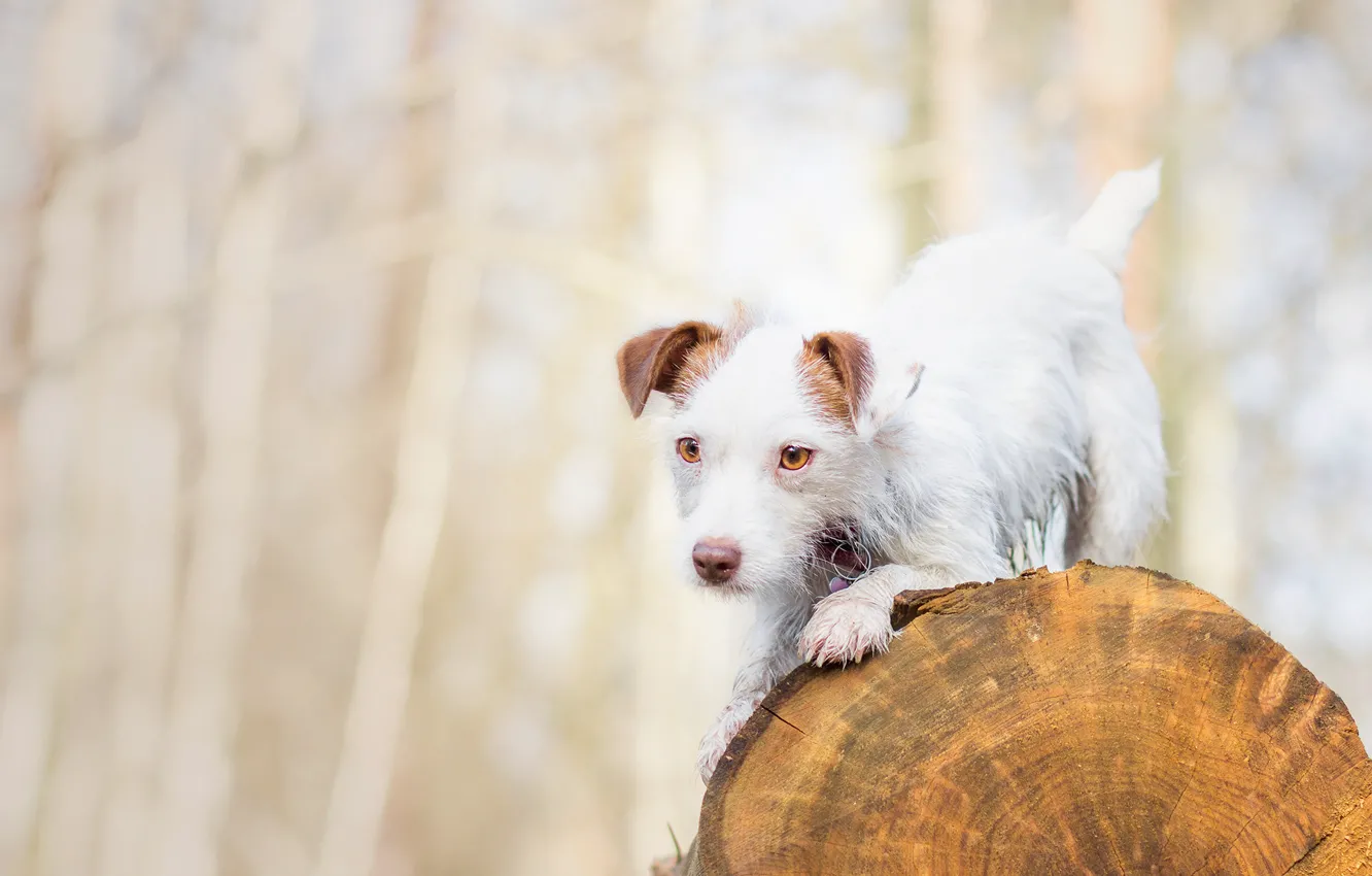 Photo wallpaper dog, log, doggie