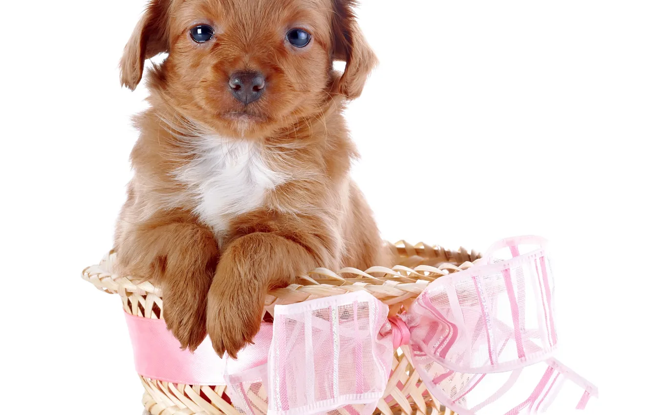 Photo wallpaper face, roses, dog